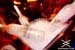 shish_102210_012